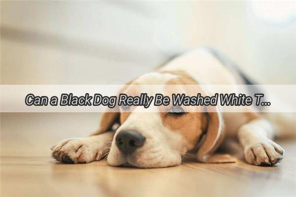 Can a Black Dog Really Be Washed White The Surprising Truth Behind Canine Color Transformation